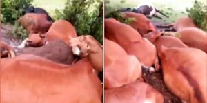 Cows lie lifeless in Trans Mara, Narok County after being struck by lightning.