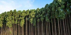 A photo of eucalyptus trees