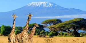 An undated image of Mount Kilimanjaro