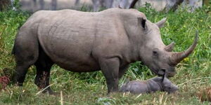 An Image of the fertile 'Maimuna' rhinoceros with its calf at the Lake Nakuru National Park.