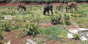 Cows grazing at the incomplete stadium in Gatundu South on Friday, November 4, 2021.