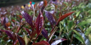 An image of a purple tea farm in Kenya, Meru county.