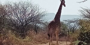 A giraffe rescued by the Kenya Wildlife Services (KWS) on Wednesday, January 27