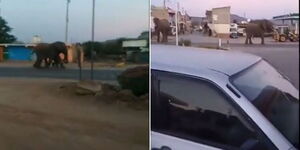 Screenshots of two elephants from Buffalo Springs National Reserve roaming streets of Isiolo Town.