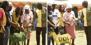 A compiled image of Deputy President William Ruto receiving a goat branded with the UDA colors in Nakuru County on November 7, 2021.