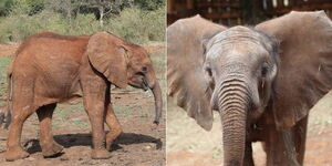 A file image of Latika after she was rescued.