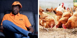 A collage of Kitutu Masaba MP Clive Gisairo (left) and an image of chicken.
