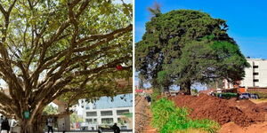 A photo collage of the iconic fig tree at Westlands, Nairobi and a fig tree adjacent to a railway line in Gitari, Kiambu County. 