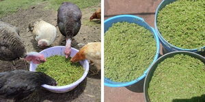 A photo collage of chicken feeding on prepared Azolla feed (left) and a packaged Azolla feed in buckets(right)