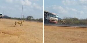 A photo collage of screenshots captured from a videon showing a lioness crossing a the Nairobi-Mombasa Highway. 