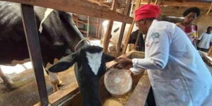 A photo of farmer feeding her cows in her farm in Vihiga County.