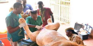 Vasectomy on Lion