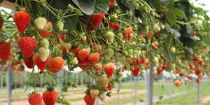 An undated image of strawberry farming in Kenya