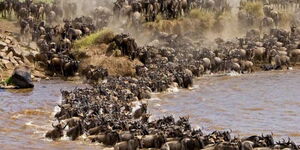 The Great Wildebeest migration.