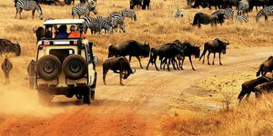 An undated picture of wildlife at the Amboseli