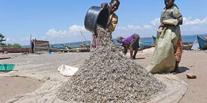 Women dry the fish popularly known as 'omena' on the shores of Lake Victoria in Kisumu County on April 26, 2018.