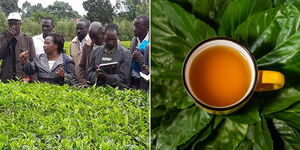 A photo collage of researchers from Tea Research Institute (left) and a cup of yellow tea (right)