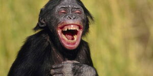 A monkey