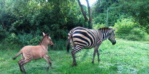 A zonkey pictured running after its mother at Chyulu Hills National Park, Makueni County