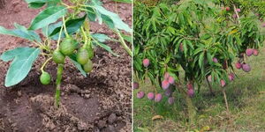 A collage of duarf avocado and mango trees