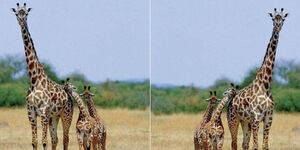 A giraffe gave birth to a set of twins 
