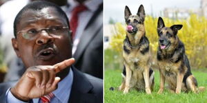 A collage of Speaker Moses Wetangula and two German Shepherd dogs.
