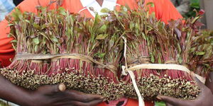 A person holding several bunches of Miraa