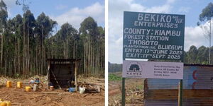 A photo of the Thogoto forest station in Kiambu County.