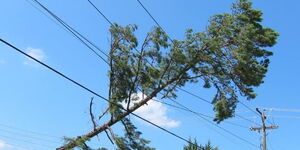 A tree falls on power lines in Kenya.