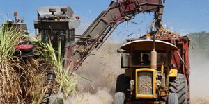 A truck harvesting sugarcane 