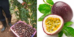 A collage a farmer with a crate of passion fruit(left) and a cut up passion fruit (right)