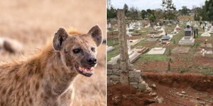 A collage of a hyena at a park (left) and the Lang'ata cemetery in Nairobi (right)