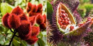 A collage of a mature bixa orellana tree