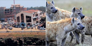 A collage of an ariel view of Juja in Kiambu County (left) and three hyenas at a park (right)