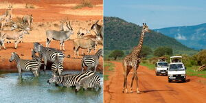 A collage of animals and tourists at the Tsavo National Park