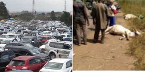 A collage of cars parked at a yard in Nairobi (left) and residents standing next to dead cows (right)