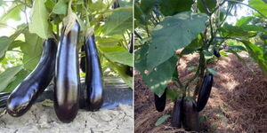 A collage of eggplants in a farm in Kenya