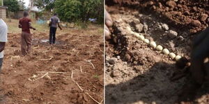 A collage of men planting seeds (left) and seeds on the ground (right)