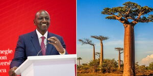 A collage of President William Ruto (left) and a baobab tree in Kilifi (right)