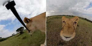 A lioness snatching a camera at the Masai Mara National Reserve.