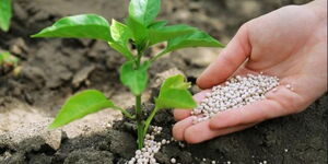 A person using ammonia fertiliser on their farm