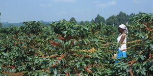 A photo of a woman a coffee plantation in Kenya