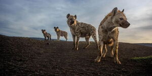 A photo of four hyenas taken at Lemek Conservancy in Masai Mara.