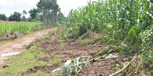 A photo of maize destroyed in Trans Nzoia County