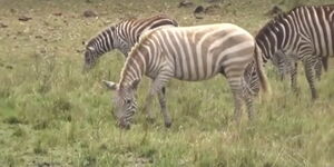 A screengrab of an 'albino' zebra at the Maasai Mara National Reserve 