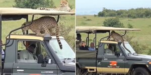 A screengrab of cheetahs inside a tour van in Kenya
