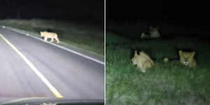 A screengrab of lions on the Nyeri - Nyahururu Highway on Wednesday January 24, 2024