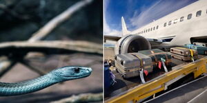 A snake in a Kenyan forest (left) and luggage loaded on a plane. 