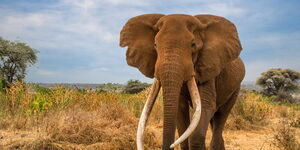 Elephant Craig in Amboseli National Park