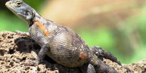 A female Agama Wachiria lizard from Forolle Conservancy. 